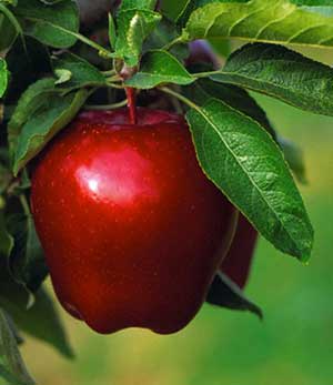 خواص سیب,خاصیت سیب,خواص درمانی سیب